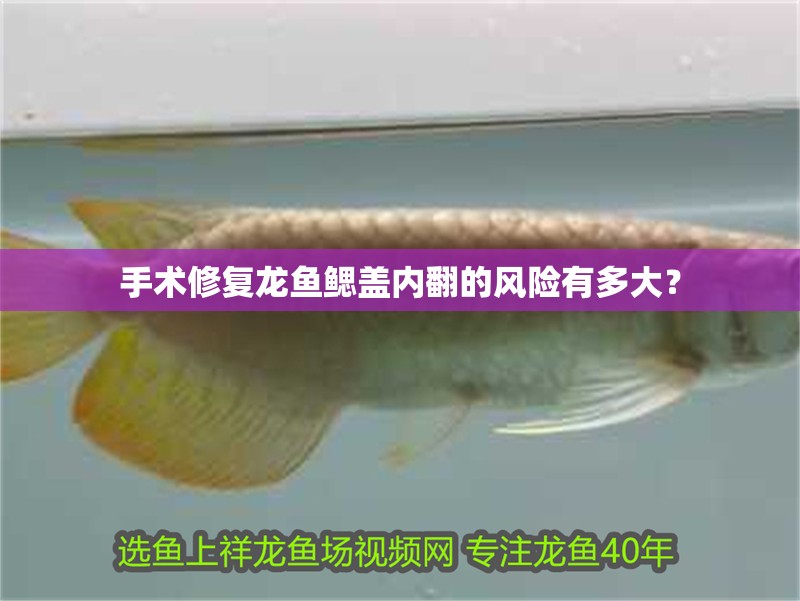 手術修復龍魚鰓蓋內翻的風險有多大？