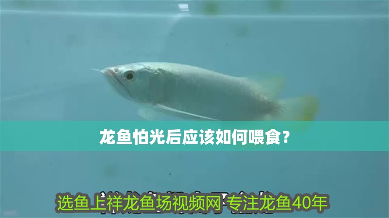 龍魚怕光后應該如何喂食？