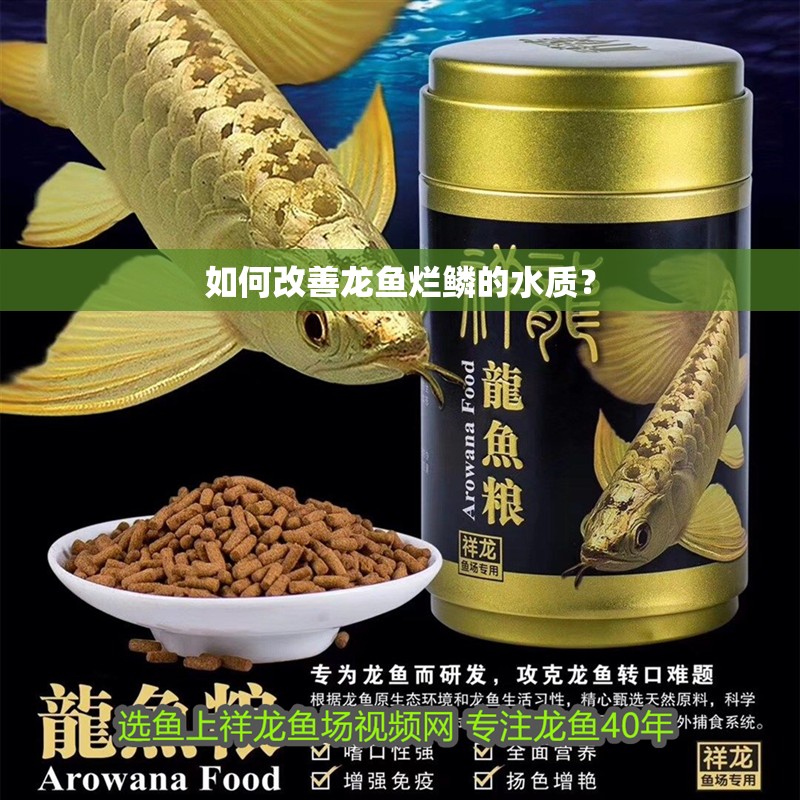 如何改善龍魚爛鱗的水質？