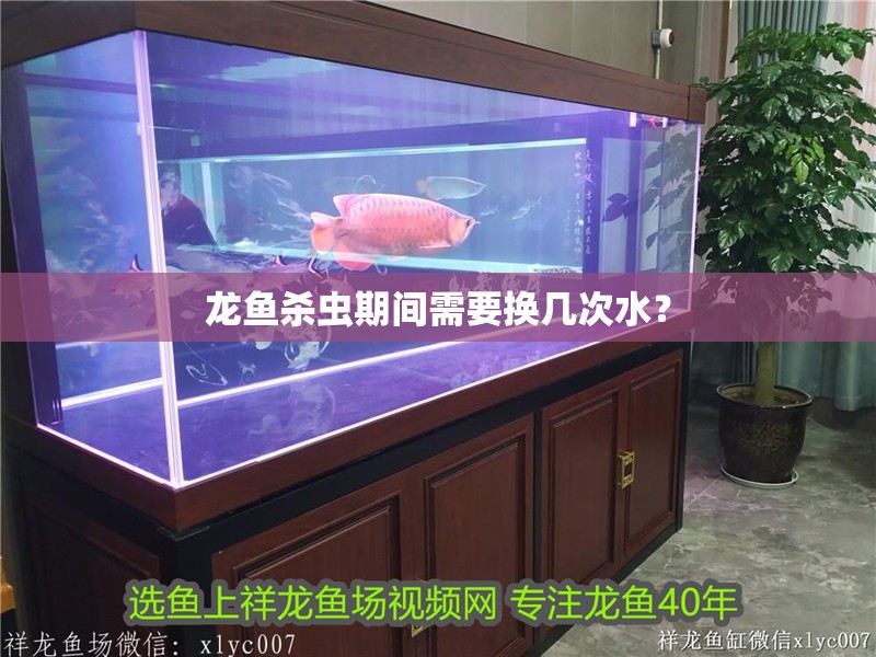 龍魚殺蟲期間需要換幾次水？