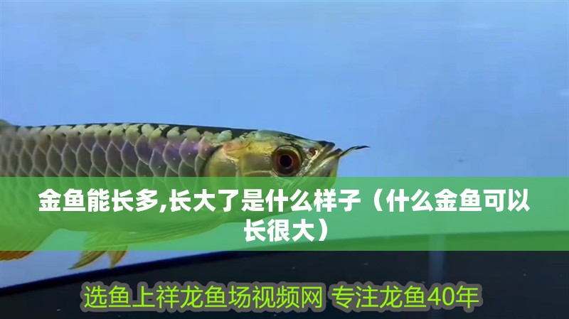 金魚能長多,長大了是什么樣子（什么金魚可以長很大）
