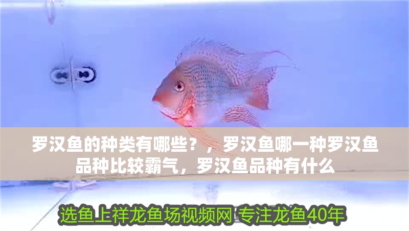 魚缸造景先放沙還是先放水(魚缸造景先鋪沙還是先放石頭) 羅漢魚的種類有哪些?,羅漢魚哪一種羅漢魚品種比較霸氣,羅漢魚品種有什么 觀賞魚百科 羅漢魚的種類有哪些?,羅漢魚哪一種羅漢魚品種比較霸氣,羅漢魚品種有什么 羅漢魚的種類有哪些?,羅漢魚哪一種羅漢魚品種比較霸氣,羅漢魚品種有什么 觀賞魚百科