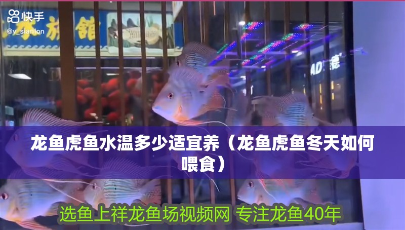 龍魚虎魚水溫多少適宜養（龍魚虎魚冬天如何喂食）