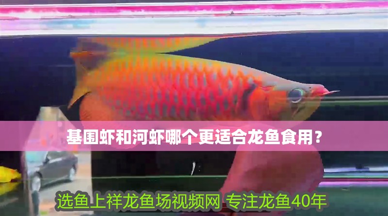 基圍蝦和河蝦哪個(gè)更適合龍魚食用？