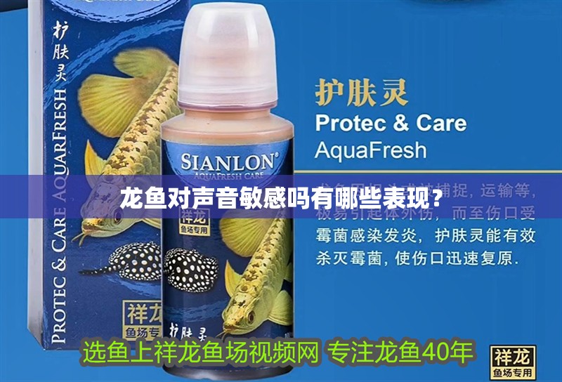龍魚對(duì)聲音敏感嗎有哪些表現(xiàn)？