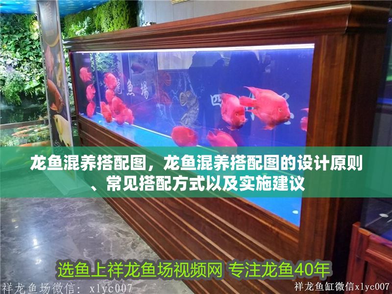 龍魚混養搭配圖，龍魚混養搭配圖的設計原則、常見搭配方式以及實施建議