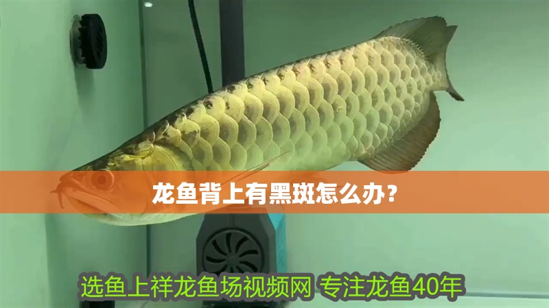 龍魚背上有黑斑怎么辦？