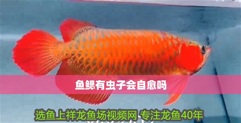 魚鰓有蟲子會自愈嗎