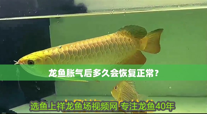 龍魚脹氣后多久會恢復正常？