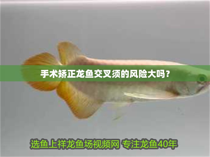 手術矯正龍魚交叉須的風險大嗎？