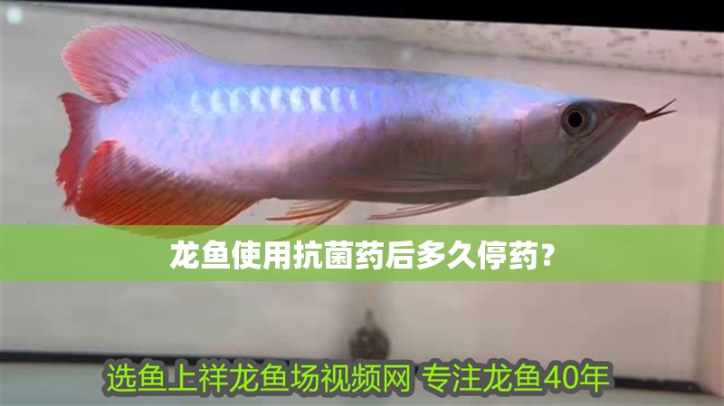 龍魚使用抗菌藥后多久停藥？