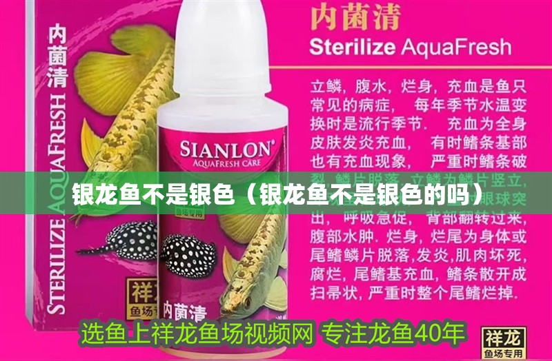 銀龍魚不是銀色（銀龍魚不是銀色的嗎）
