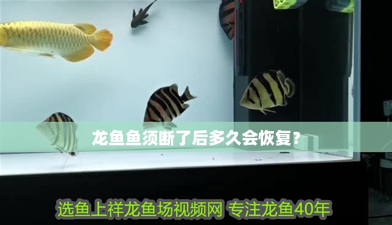 龍魚魚須斷了后多久會恢復？