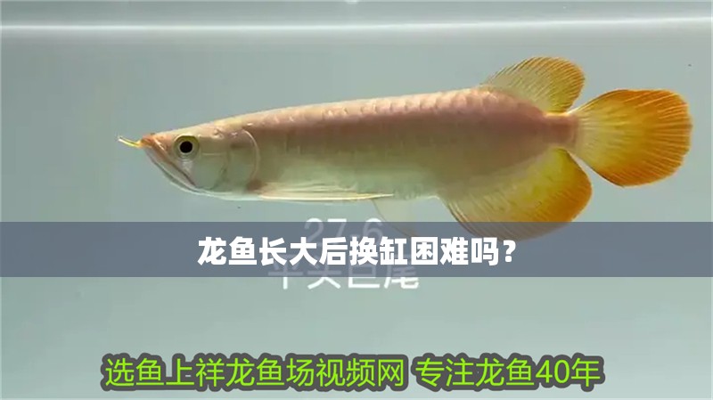龍魚長大后換缸困難嗎？