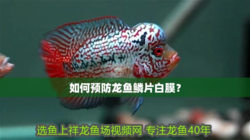 如何預(yù)防龍魚鱗片白膜？ 如何預(yù)防龍魚鱗片白膜？ 龍魚百科