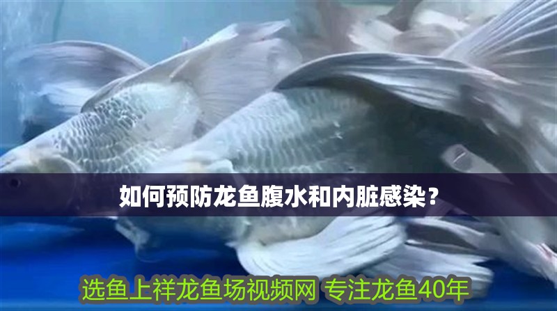 如何預防龍魚腹水和內臟感染？