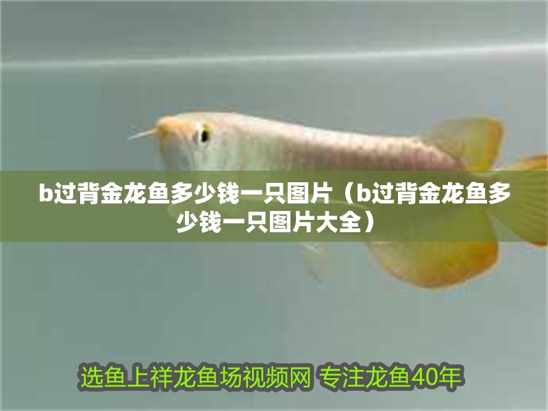 b過背金龍魚多少錢一只圖片（b過背金龍魚多少錢一只圖片大全）