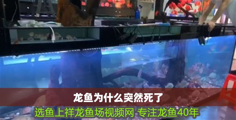 龍魚為什么突然死了
