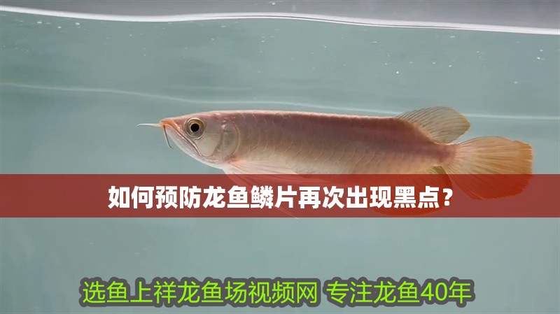 如何預(yù)防龍魚鱗片再次出現(xiàn)黑點(diǎn)？