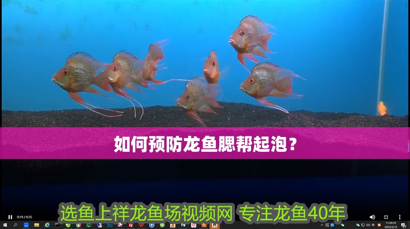 如何預防龍魚腮幫起泡？
