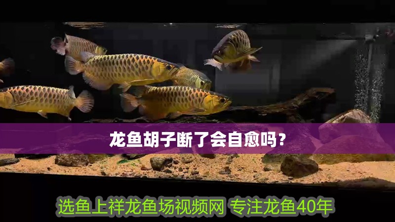 龍魚胡子斷了會自愈嗎？