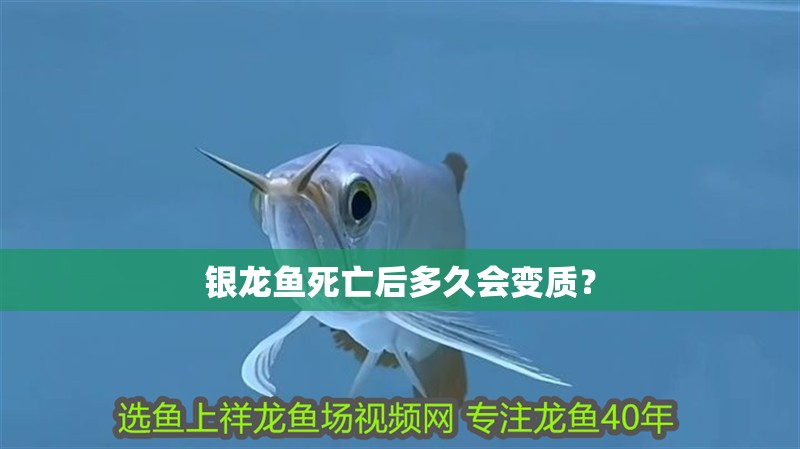 銀龍魚死亡后多久會變質？