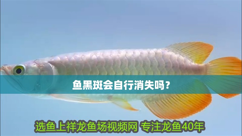 魚黑斑會自行消失嗎？
