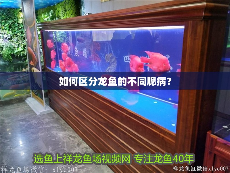 如何區(qū)分龍魚的不同腮病？