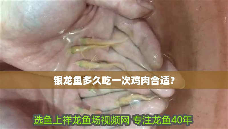 銀龍魚多久吃一次雞肉合適？
