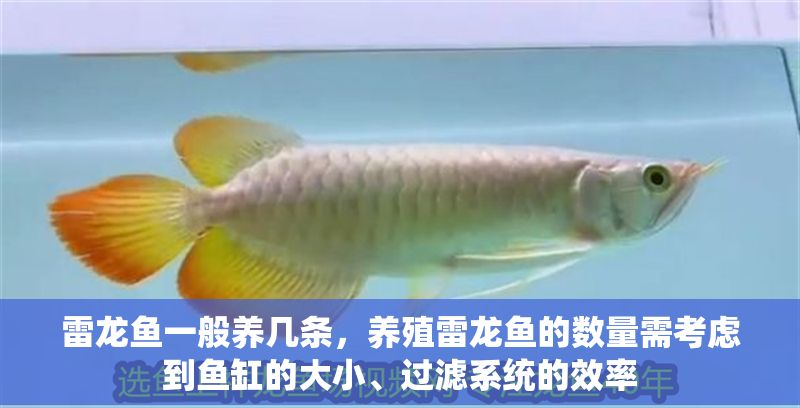 雷龍魚一般養(yǎng)幾條，養(yǎng)殖雷龍魚的數(shù)量需考慮到魚缸的大小、過濾系統(tǒng)的效率