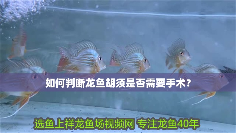 如何判斷龍魚胡須是否需要手術？