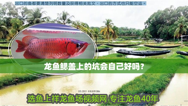 龍魚鰓蓋上的坑會自己好嗎？