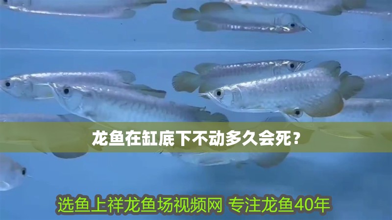 龍魚在缸底下不動多久會死？