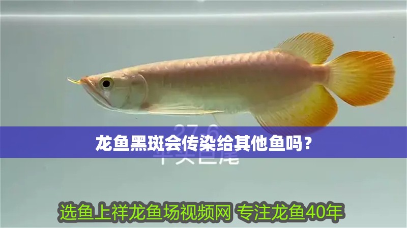 我的虎魚真菌感染了要怎么處理 龍魚黑斑會傳染給其他魚嗎? 龍魚百科 龍魚黑斑會傳染給其他魚嗎? 龍魚黑斑會傳染給其他魚嗎? 龍魚百科