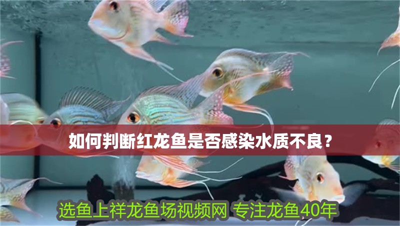 如何判斷紅龍魚是否感染水質不良？