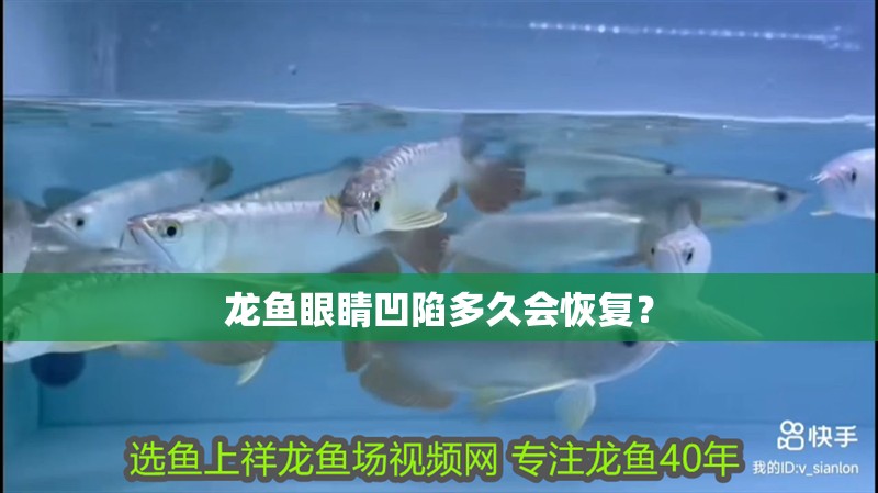 龍魚眼睛凹陷多久會(huì)恢復(fù)？