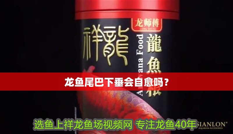 龍魚尾巴下垂會自愈嗎？