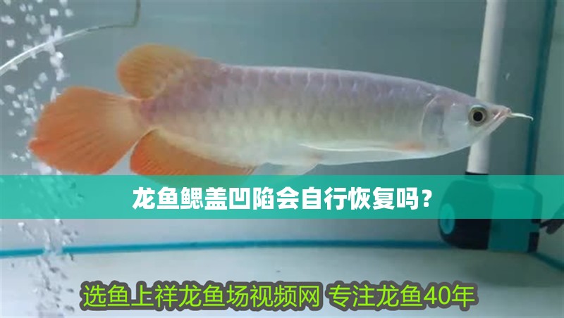 龍魚鰓蓋凹陷會自行恢復嗎？