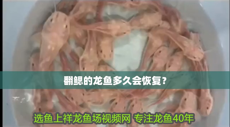 翻鰓的龍魚多久會恢復？