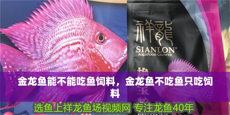 金龍魚能不能吃魚飼料，金龍魚不吃魚只吃飼料