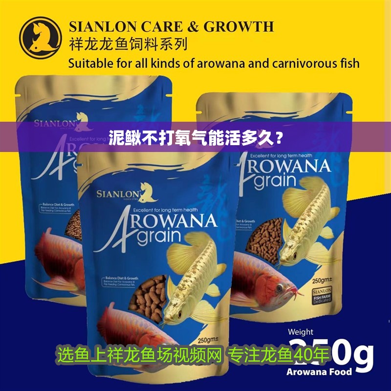 泥鰍不打氧氣能活多久？