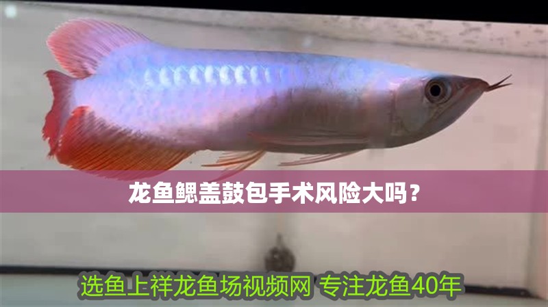 龍魚鰓蓋鼓包手術(shù)風(fēng)險大嗎？