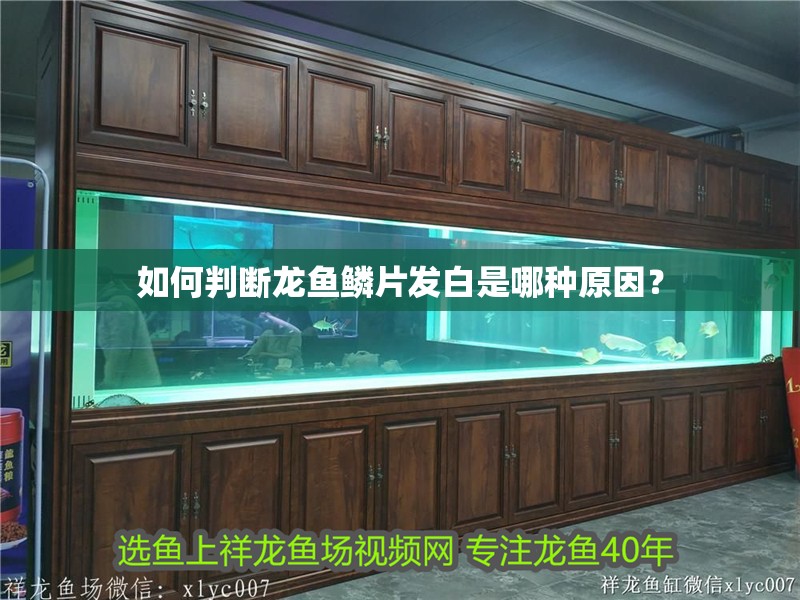 如何判斷龍魚鱗片發(fā)白是哪種原因？