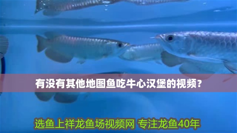 有沒有其他地圖魚吃牛心漢堡的視頻？
