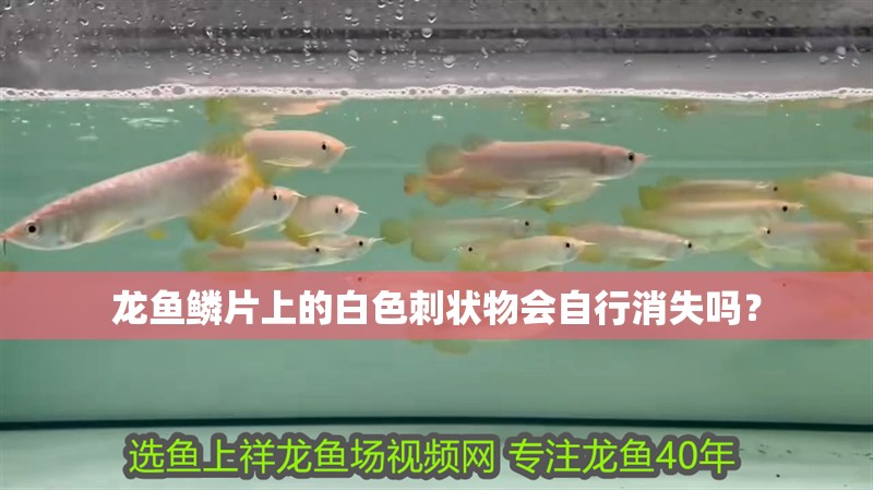 龍魚鱗片上的白色刺狀物會自行消失嗎？