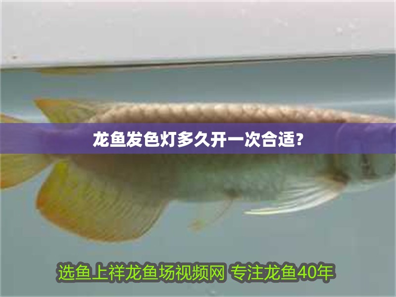 龍魚發色燈多久開一次合適？