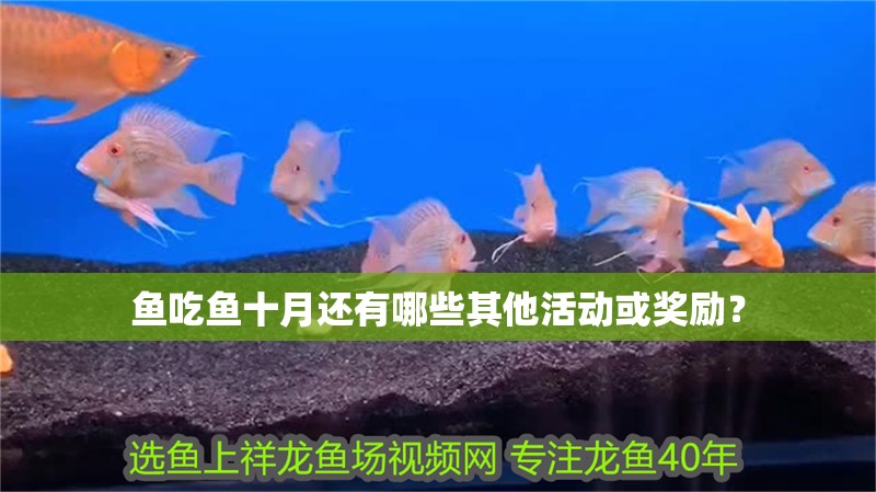 魚吃魚十月還有哪些其他活動或獎勵？