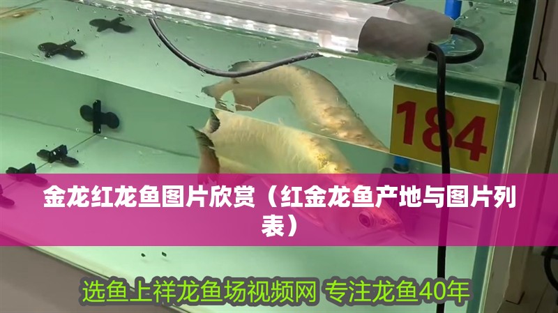 金龍紅龍魚圖片欣賞（紅金龍魚產地與圖片列表）