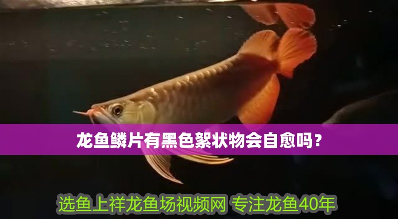 龍魚鱗片有黑色絮狀物會(huì)自愈嗎？
