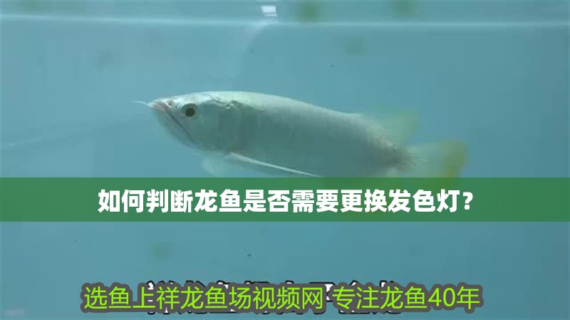 如何判斷龍魚是否需要更換發(fā)色燈？